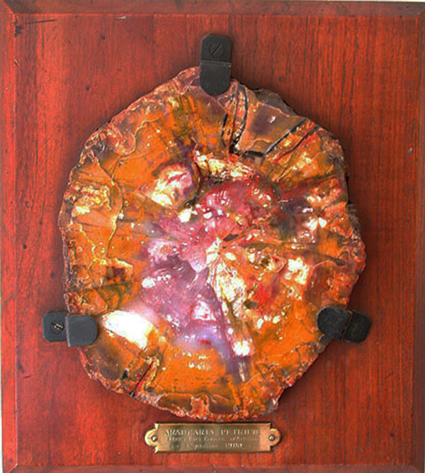 Petrified-wood-plaque 1900 Paris Expo